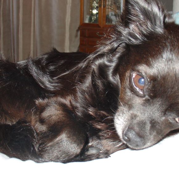 Meet your Posher, Carmen - Picture 1 of 1